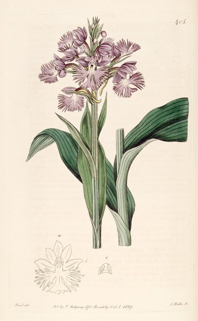 Illustration of Platanthera Grandiflora (as syn. Habenaria Fimbriata) by Jams  Watts